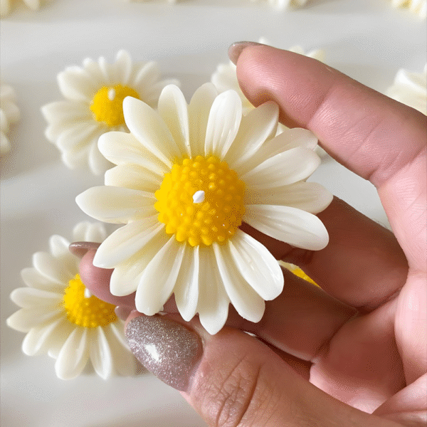 Scented Daisy Flower